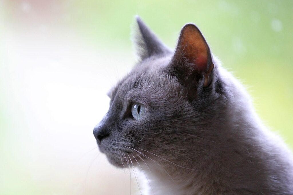九州のペット宿で猫と一緒に癒されるおすすめスポットは？