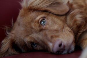 九州で1歳未満の子犬と泊まれるペット宿はどこ？