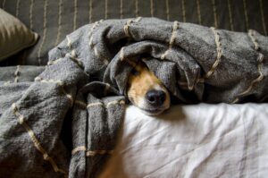 九州のペットと一緒に泊まれる古民家宿はどこ？