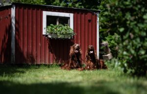 九州のペット宿でウェルカムドリンクがある犬連れにおすすめの場所は？