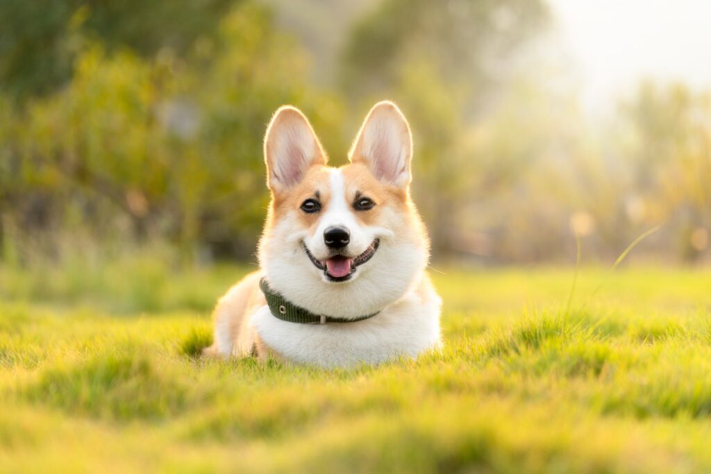 九州のペット宿で実践するダイエットプランは犬に最適？
