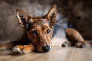 九州のペット宿で硫黄泉に入れる犬は大丈夫？