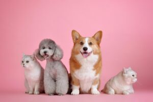 九州のペット宿で聴覚障害の犬に適した合図は？