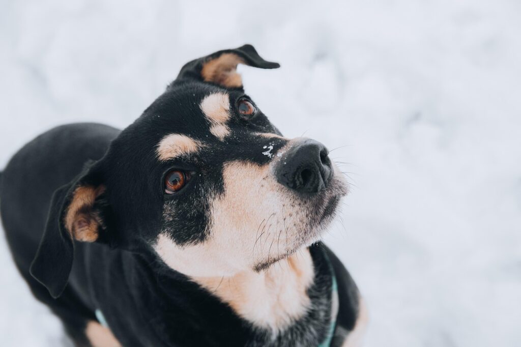 九州のペット宿に最適な加湿器は冬の犬にどれがいい？