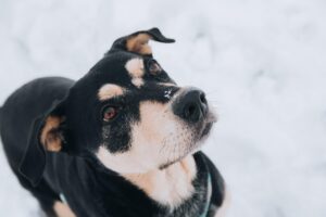 九州のペット宿に最適な加湿器は冬の犬にどれがいい？