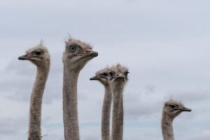 九州の慣れない場所でペットが寝ない時の対策は？