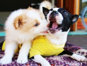 九州で愛犬と同伴できる安い宿はどこ？