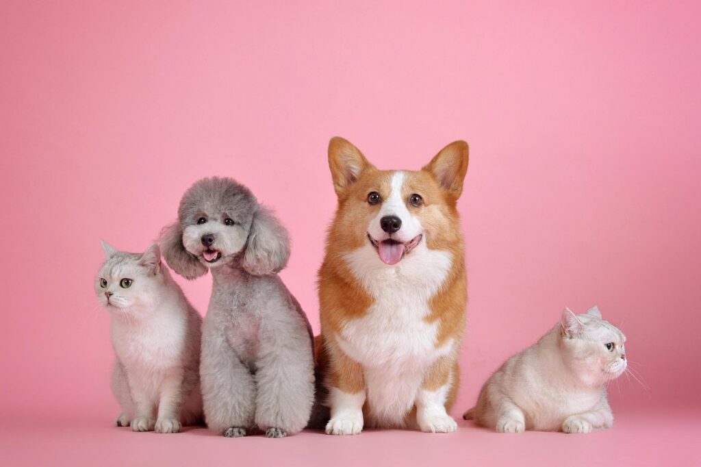 九州で犬と一緒に楽しめるペット宿とカヌー体験は？