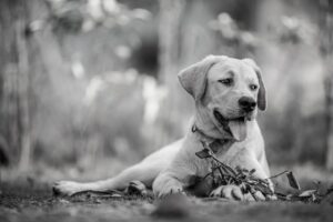 九州で犬と同室宿泊できる宿のおすすめは？