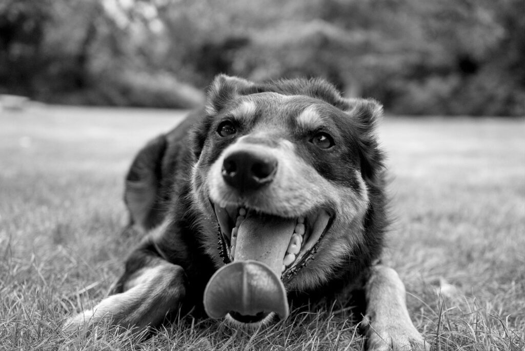 九州で犬と泊まれるグランピングの魅力とは？