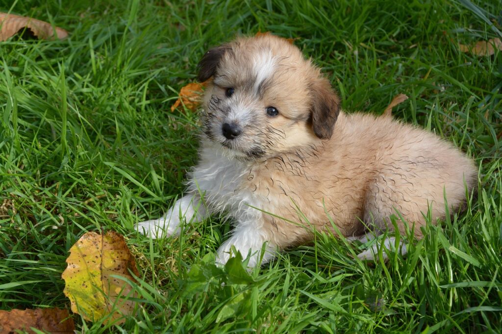 九州で犬と添い寝できる宿はどこにある？