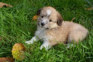 九州で犬と添い寝できる宿はどこにある？