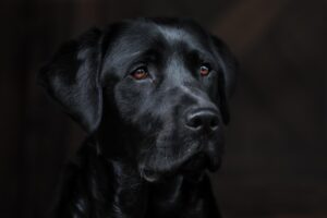 九州のペット可温泉旅館で犬と一緒に楽しむポイントは？