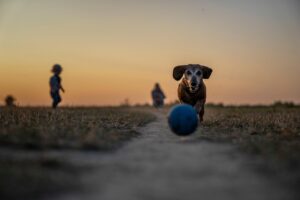 九州の老犬に優しい宿でおすすめの宿泊施設は？