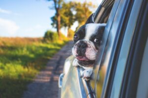九州初めての犬連れ旅行におすすめの宿は？