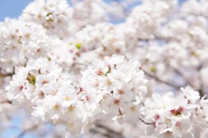 佐賀のドッグラン付き宿は犬と一緒に楽しめる？